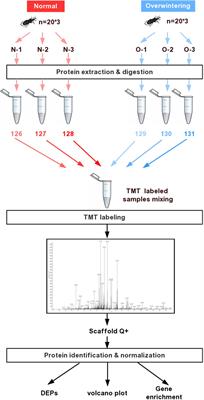 TMT-Based Quantitative Proteomic Profiling of Overwintering Lissorhoptrus oryzophilus